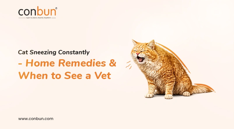 Cat Sneezing Constantly - Home Remedies & When to See a Vet